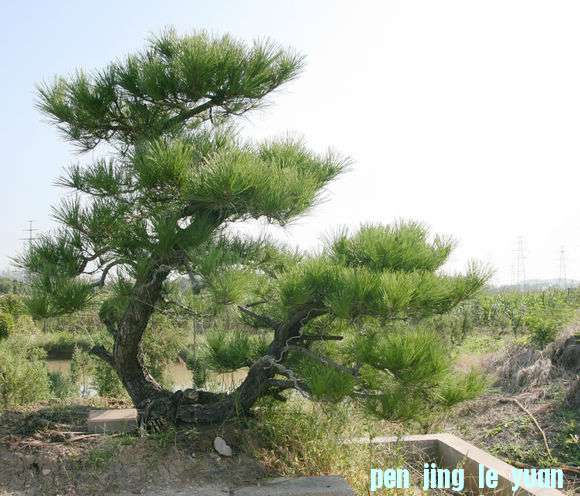 Ƭ 085.jpg