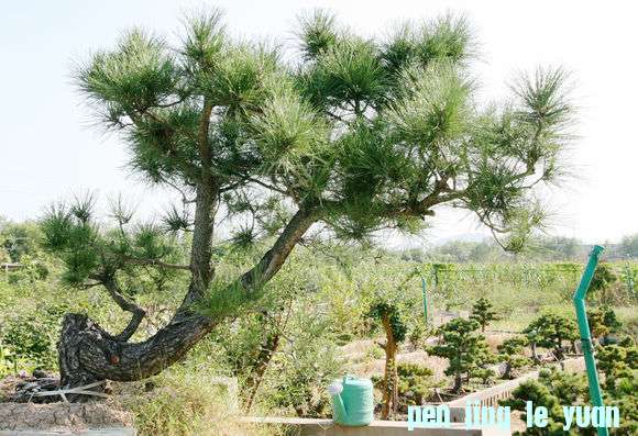 Ƭ 090.jpg