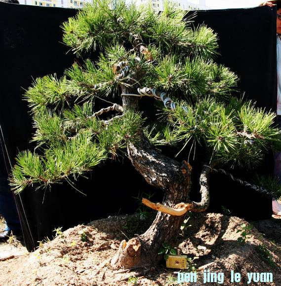 Ƭ 031.jpg