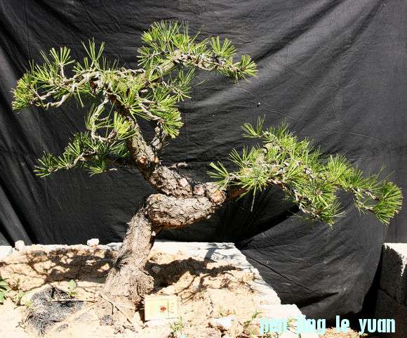 Ƭ 043.jpg