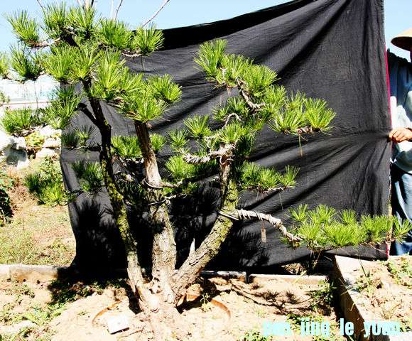 Ƭ 060.jpg