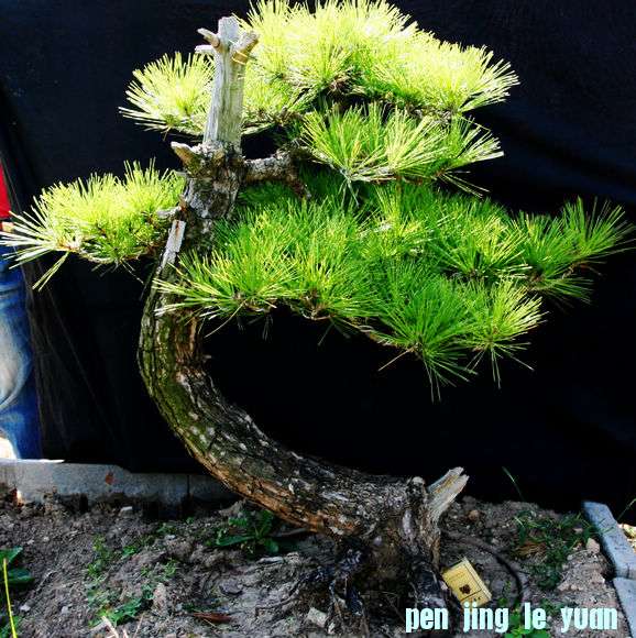 Ƭ 061.jpg