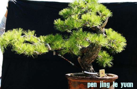 Ƭ 084.jpg