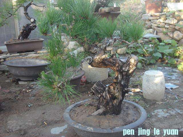 DSC06649.JPG