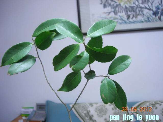 DSCN4635.JPG