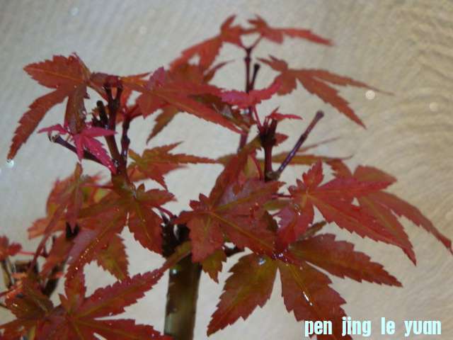 DSC00609.JPG
