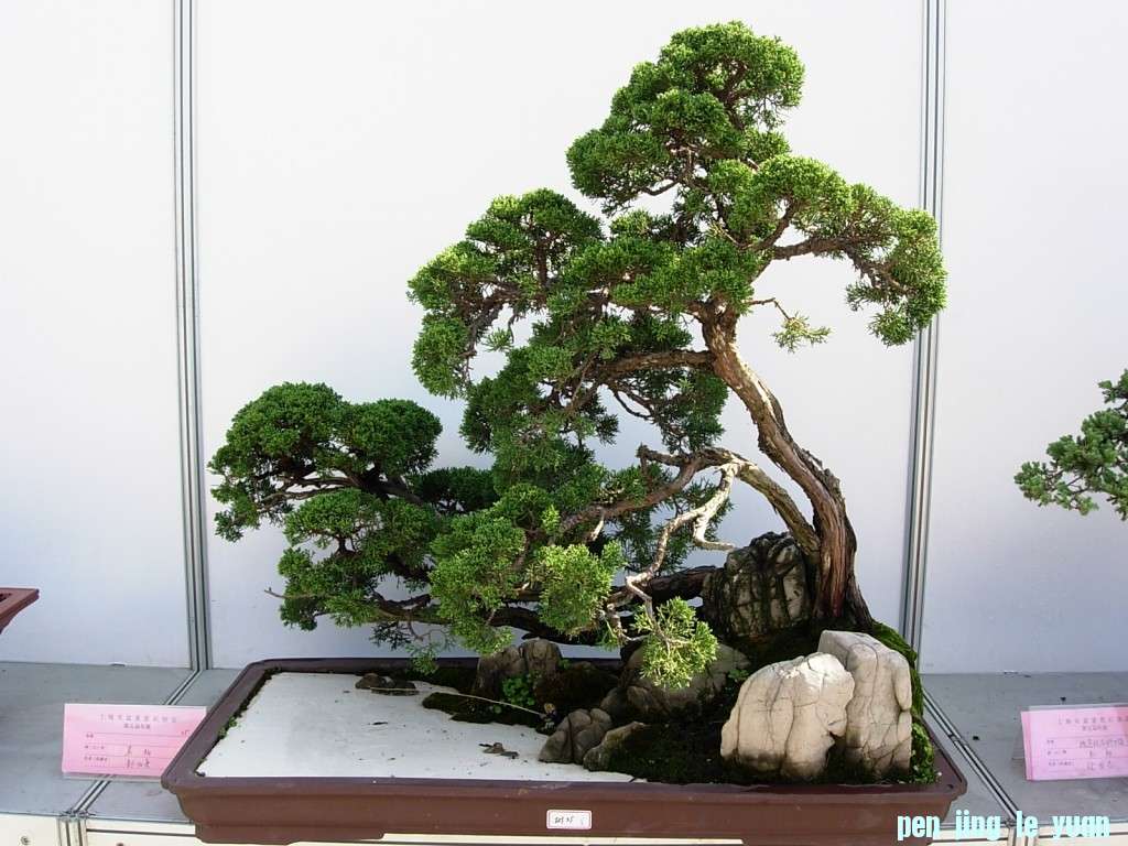 conew_dscn8196.jpg