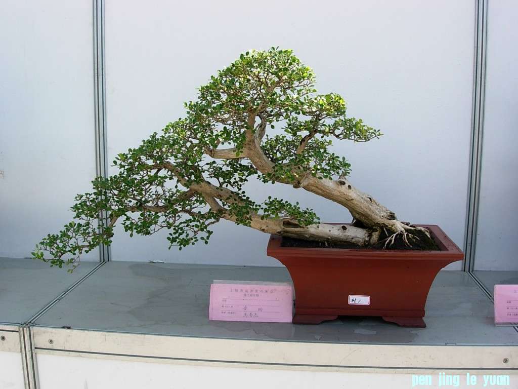 conew_dscn8197.jpg
