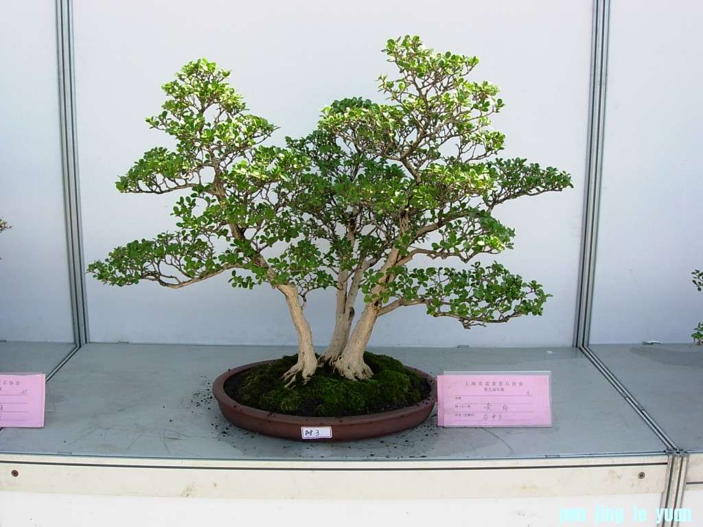 conew_dscn8198.jpg