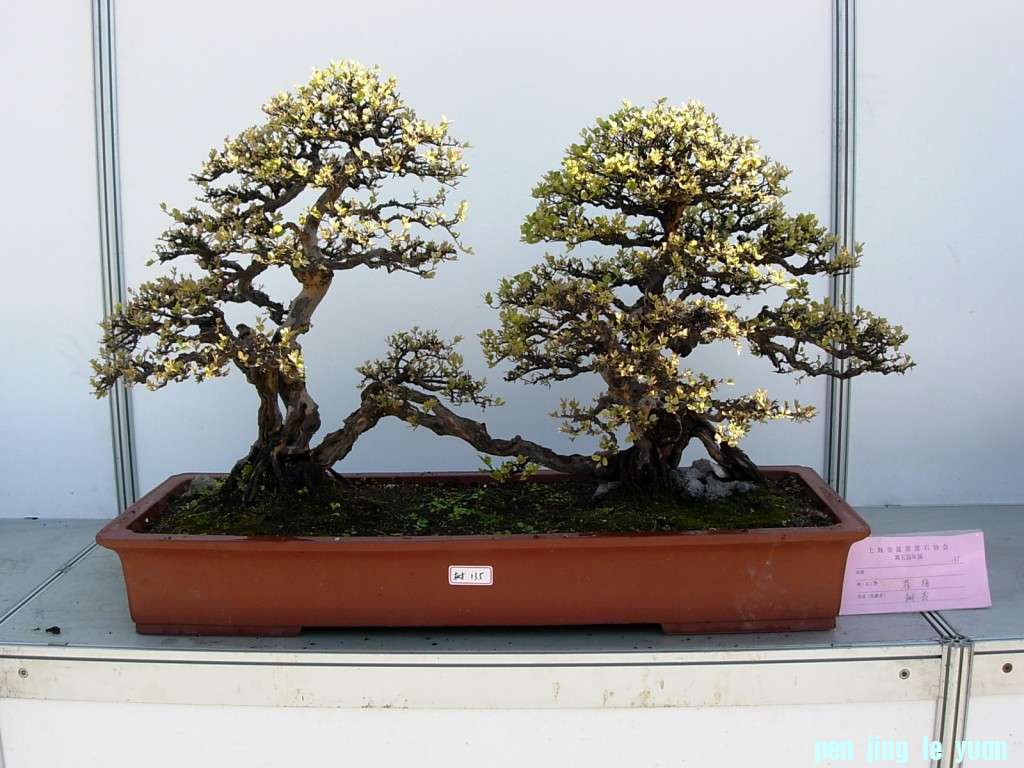 conew_dscn8199.jpg