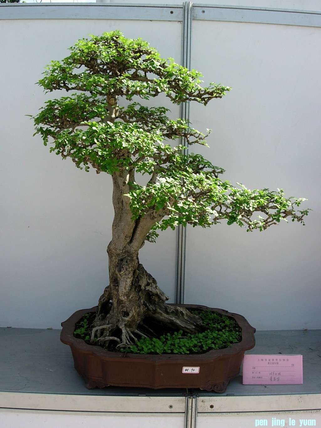 conew_dscn8205.jpg
