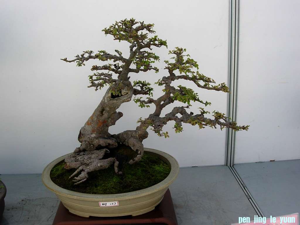 conew_dscn8230.jpg