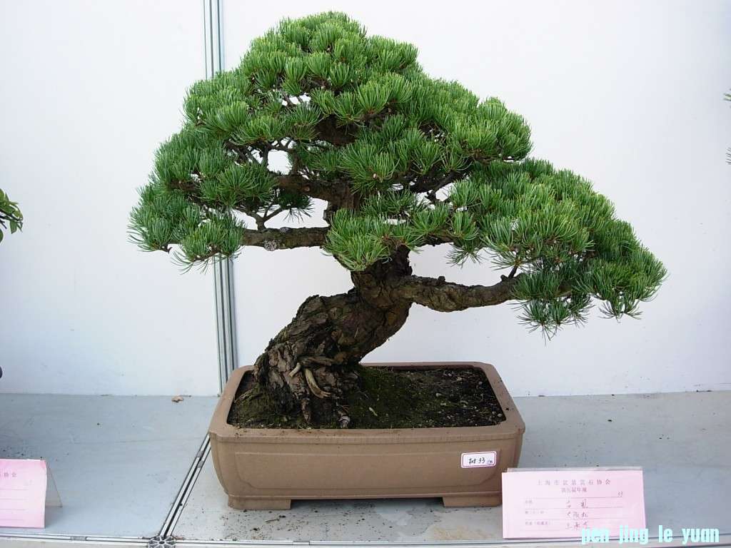 conew_dscn8235.jpg