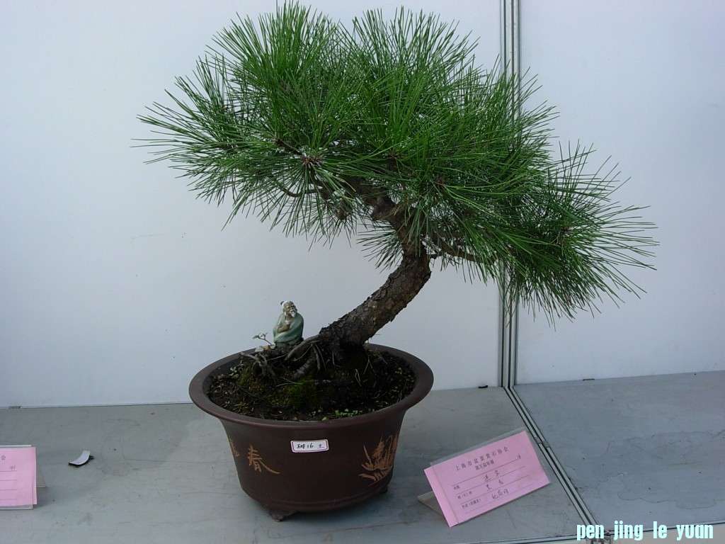 conew_dscn8239.jpg