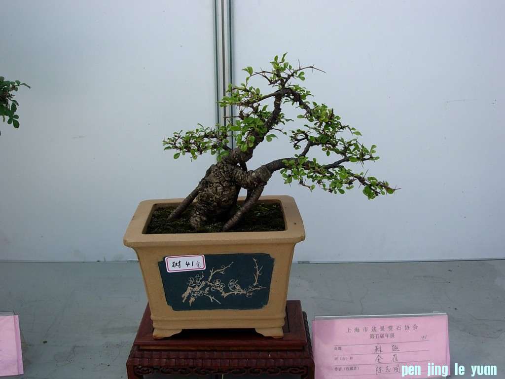 conew_dscn8240.jpg