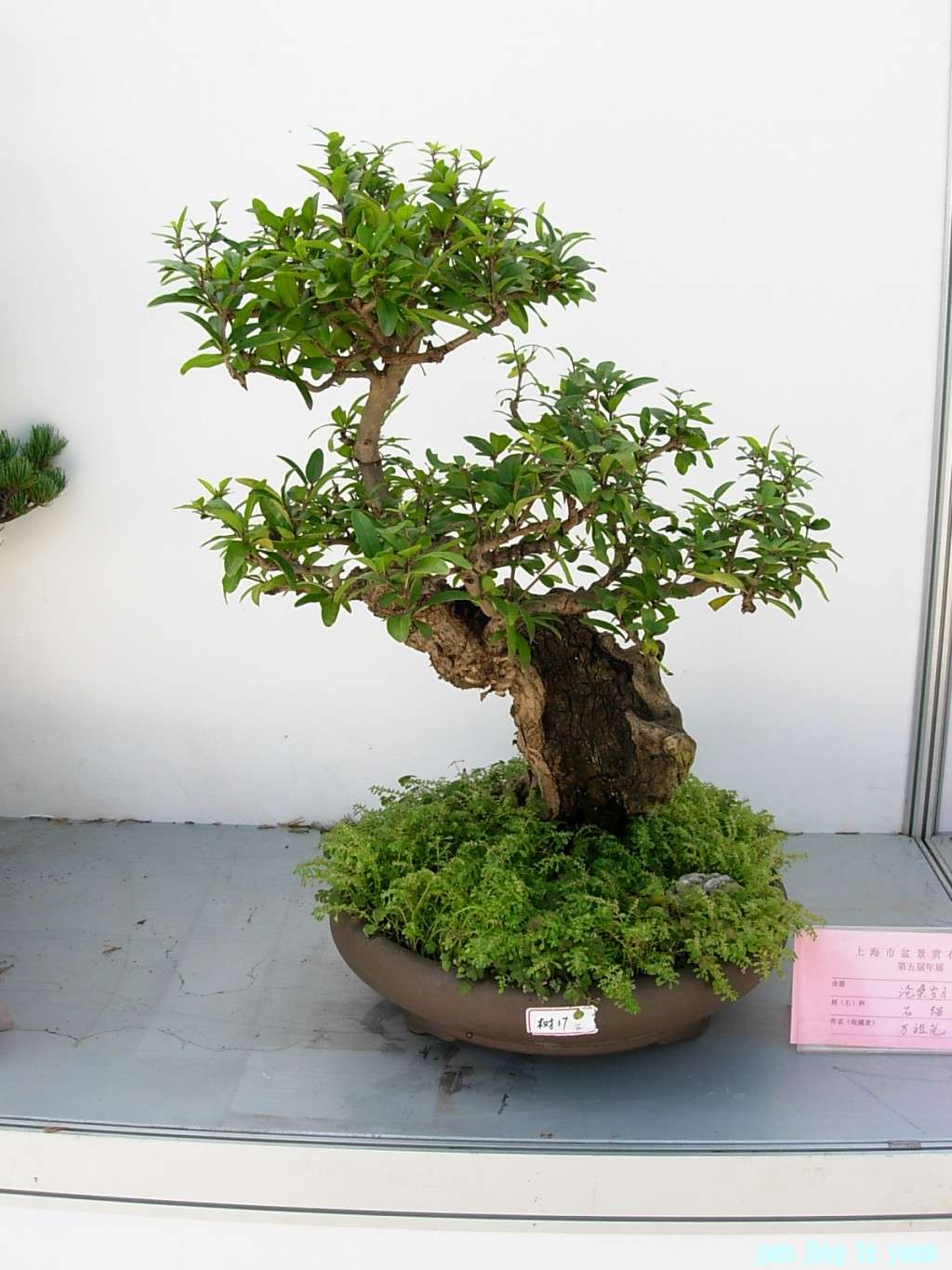 conew_dscn8242.jpg