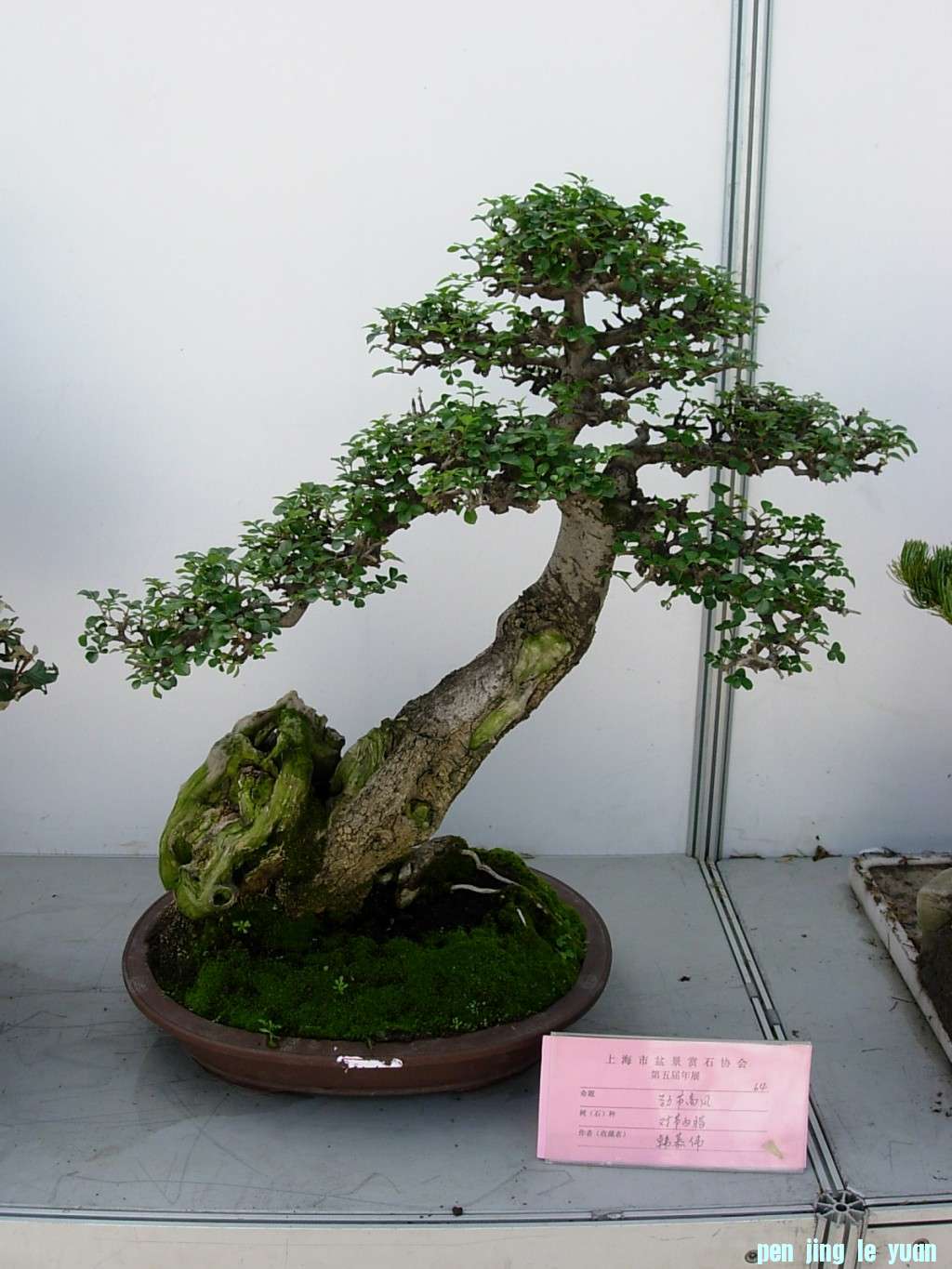 conew_dscn8244.jpg
