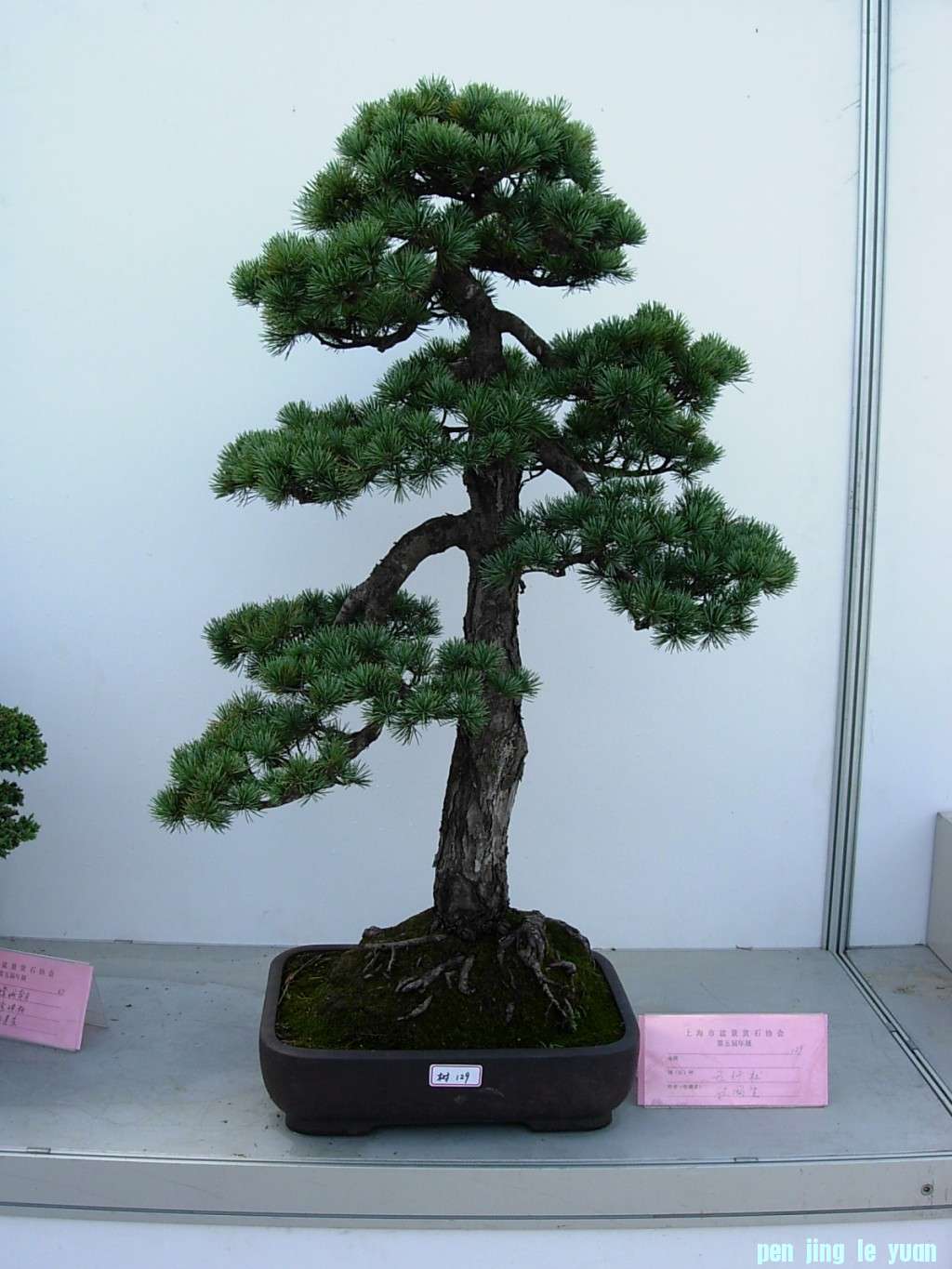 conew_dscn8250.jpg