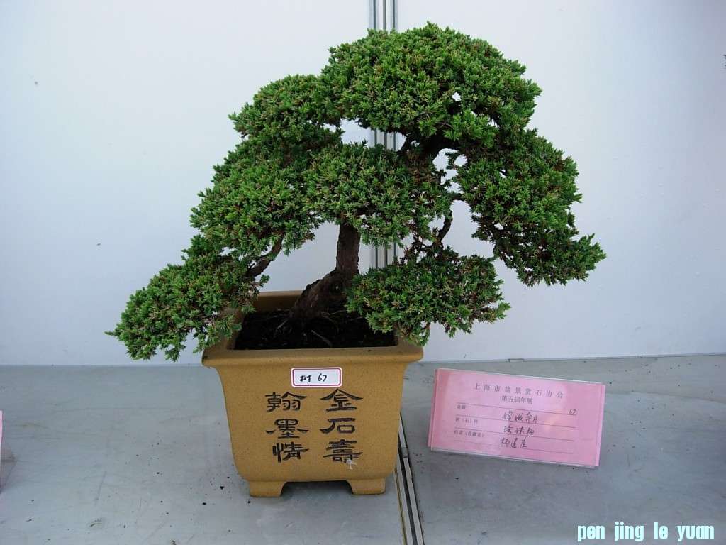 conew_dscn8251.jpg