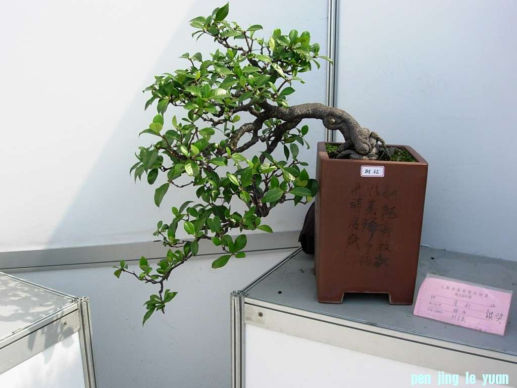 conew_dscn8256.jpg