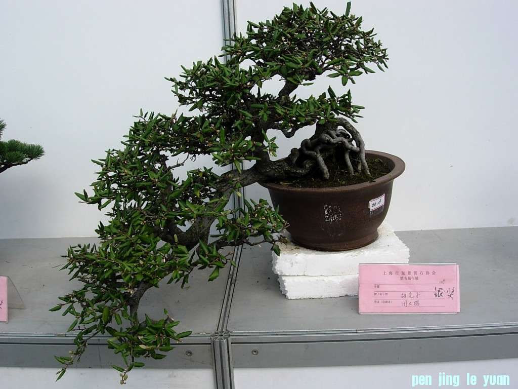 conew_dscn8260.jpg
