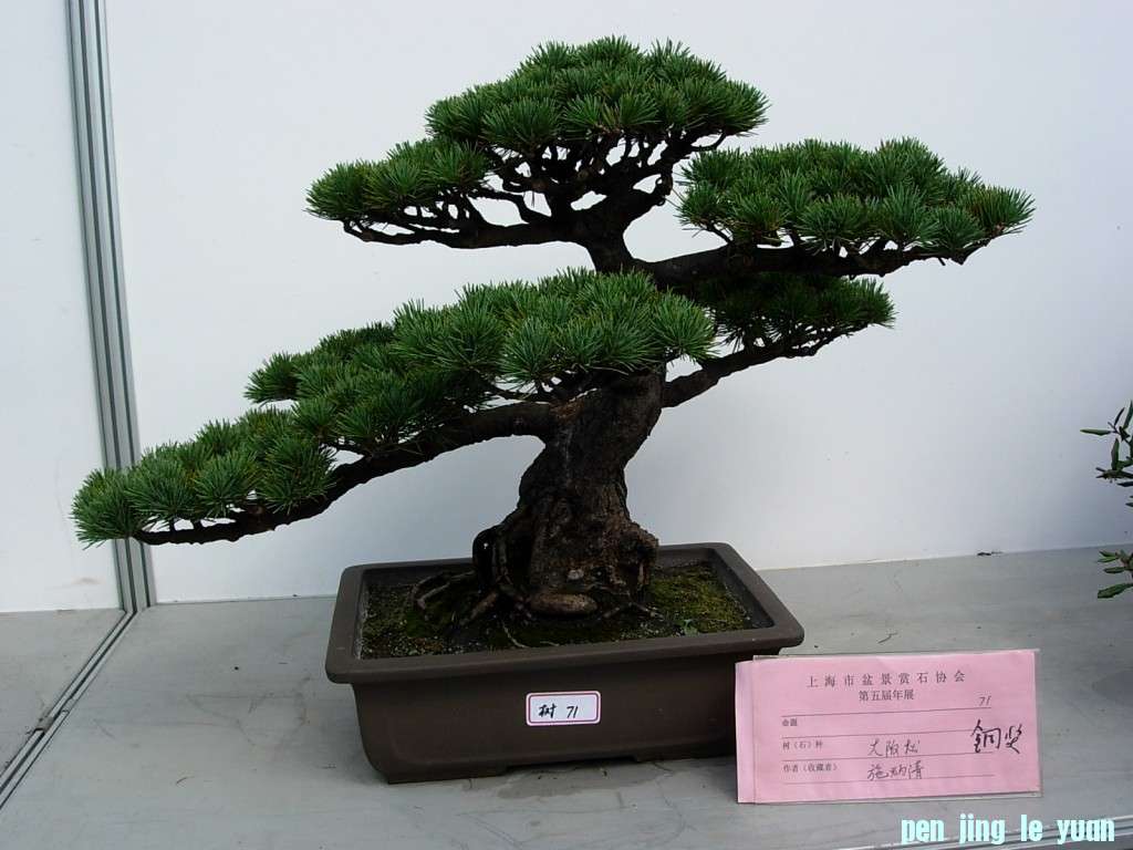conew_dscn8261.jpg