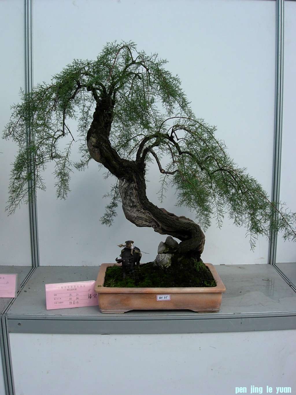 conew_dscn8262.jpg