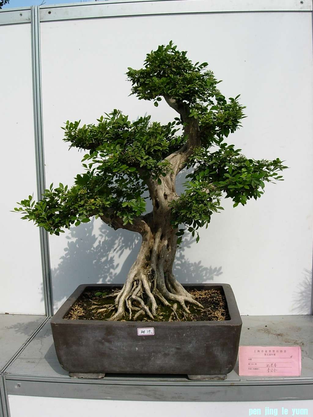 conew_dscn8264.jpg