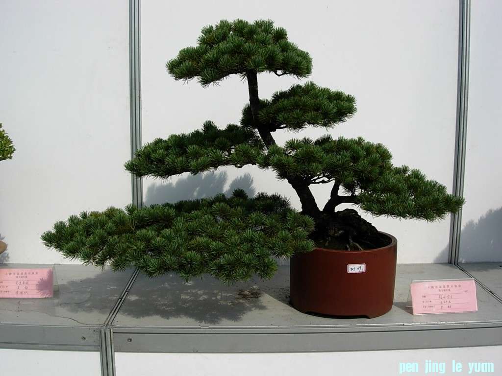 conew_dscn8267.jpg