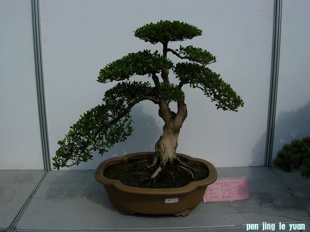 conew_dscn8268.jpg