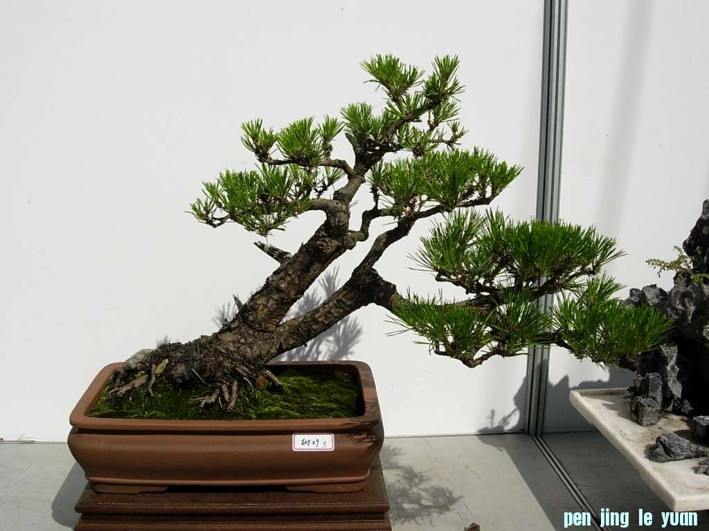 conew_dscn8271.jpg