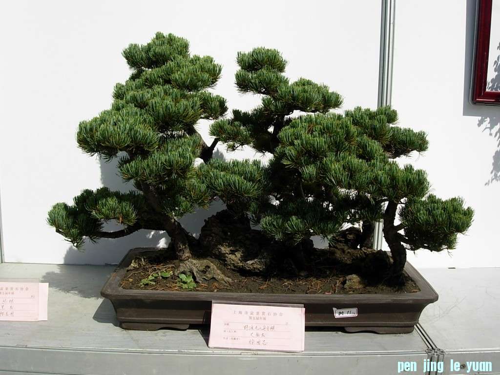 conew_dscn8275.jpg