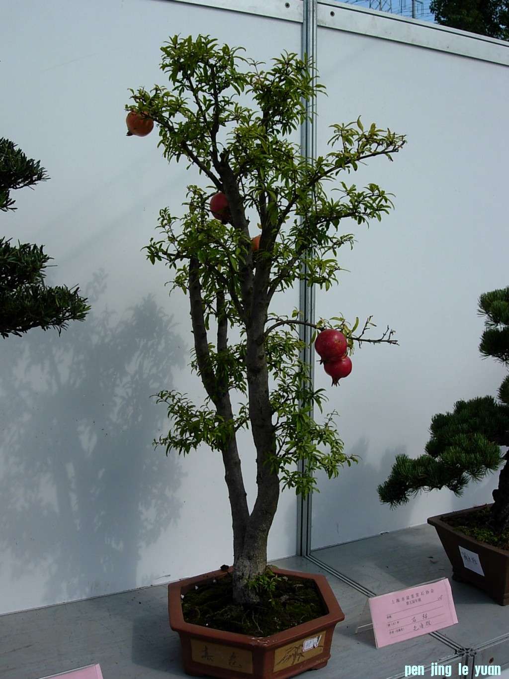 conew_dscn8281.jpg