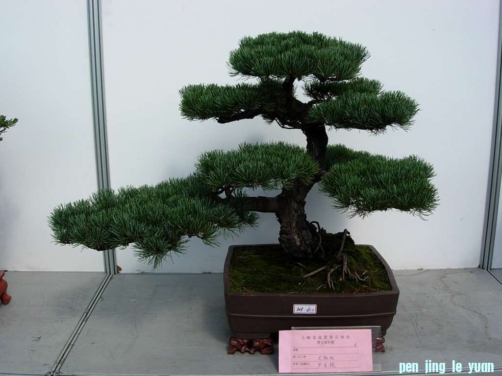 conew_dscn8284.jpg