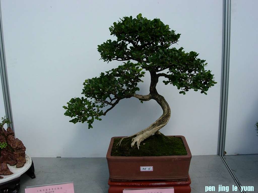 conew_dscn8285.jpg