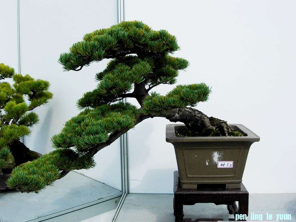 conew_dscn8287.jpg