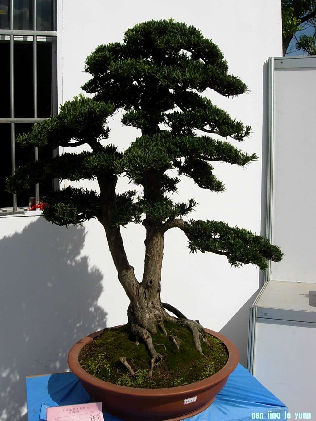 conew_dscn8290.jpg