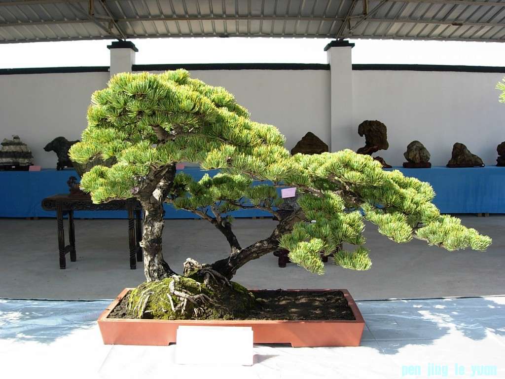 conew_dscn8298.jpg
