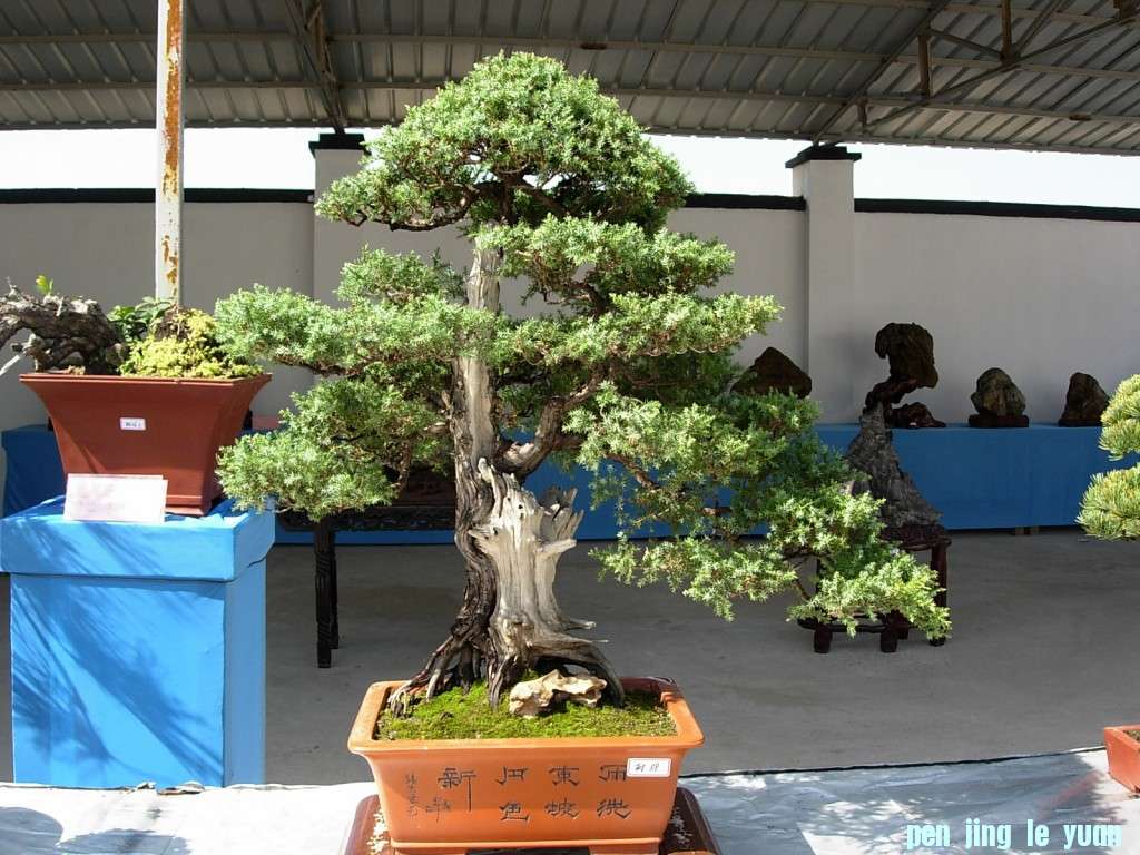 conew_dscn8299.jpg