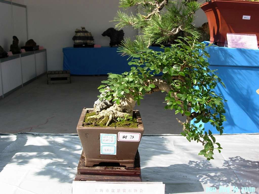 conew_dscn8301.jpg