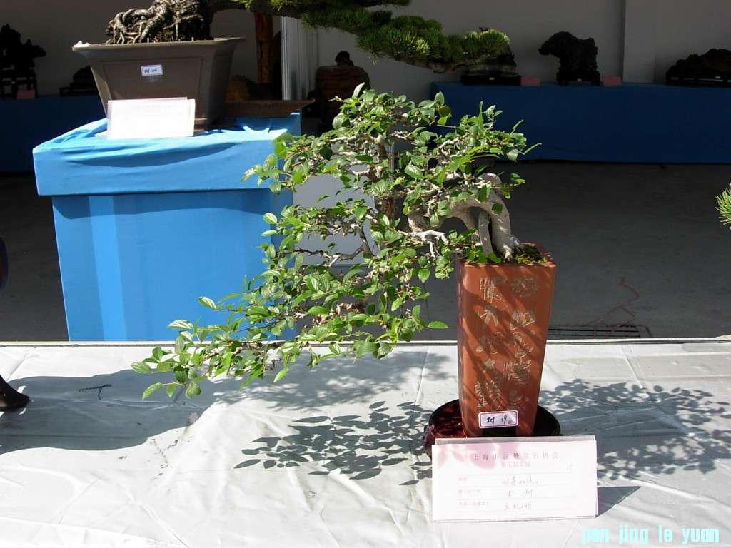 conew_dscn8304.jpg