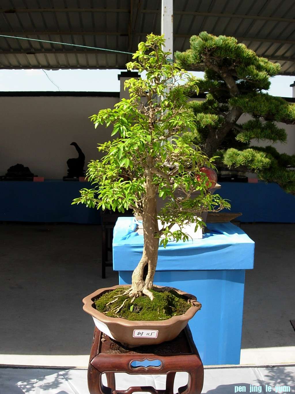 conew_dscn8305.jpg