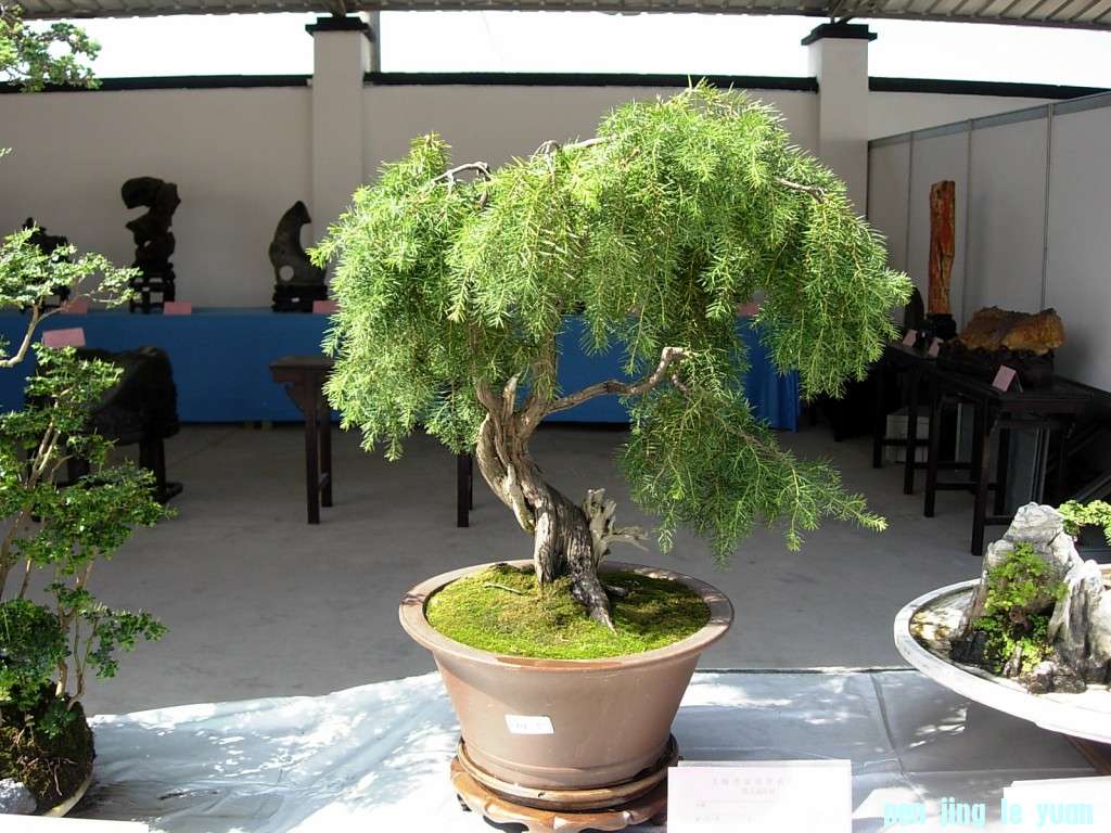 conew_dscn8307.jpg