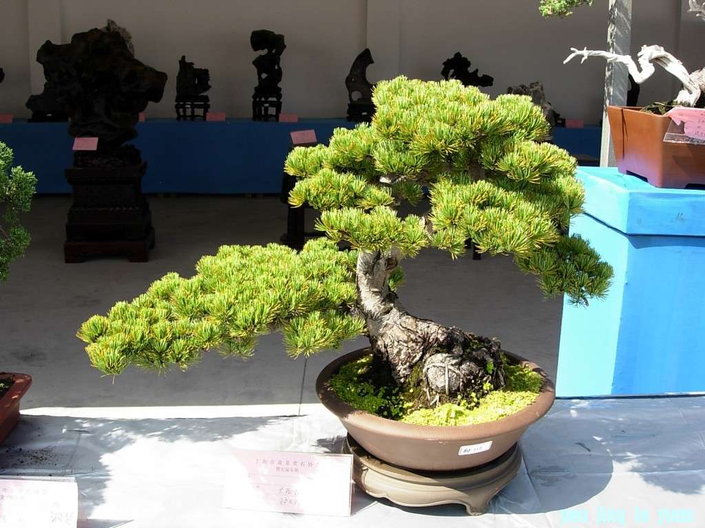 conew_dscn8310.jpg