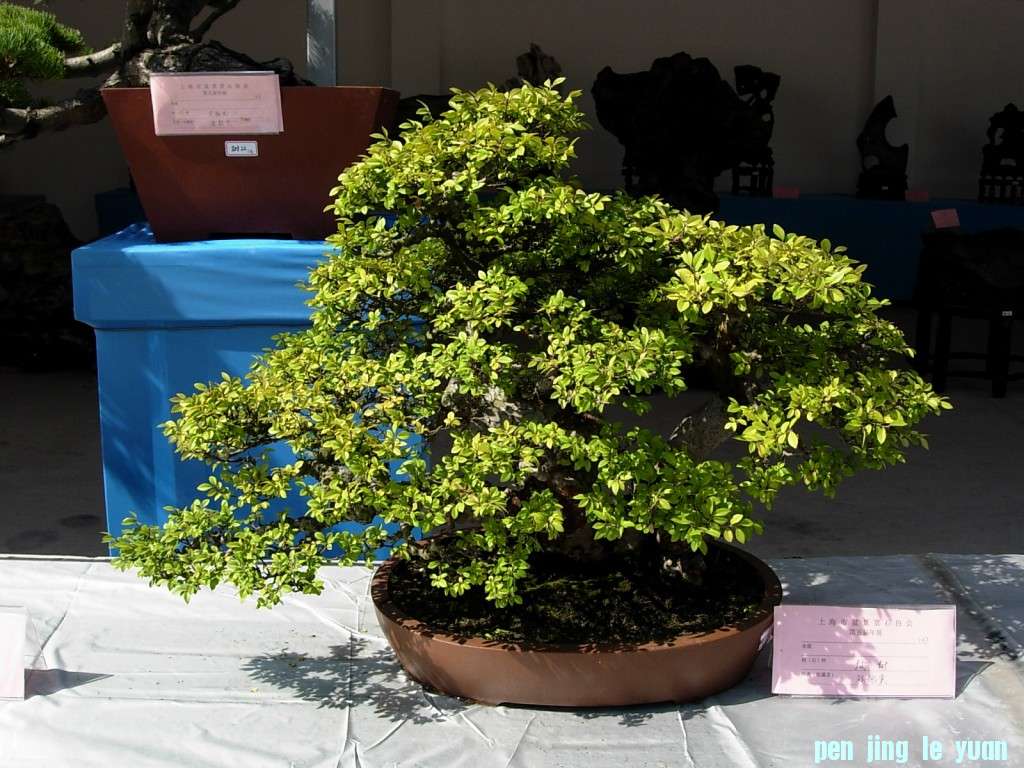 conew_dscn8312.jpg