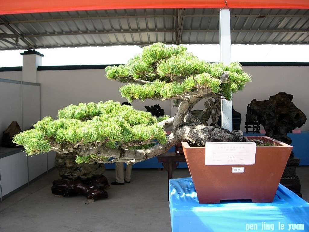 conew_dscn8314.jpg