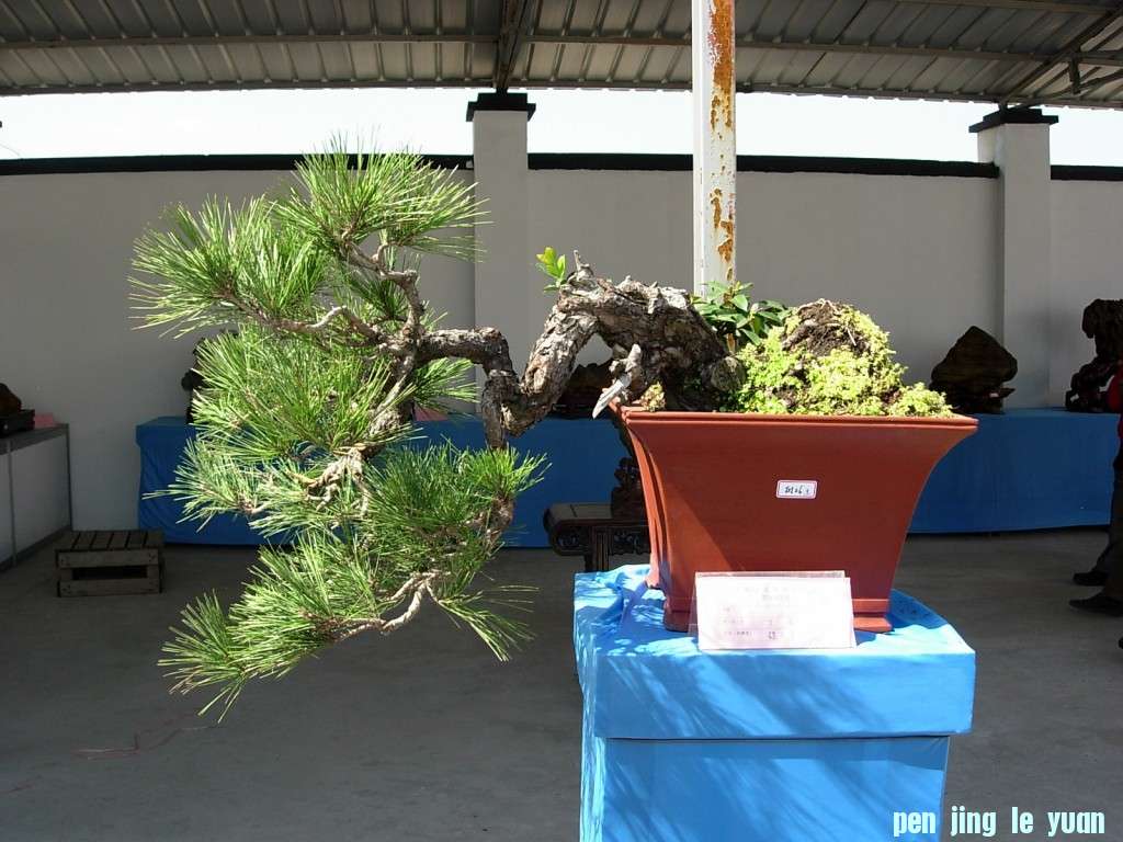 conew_dscn8317.jpg