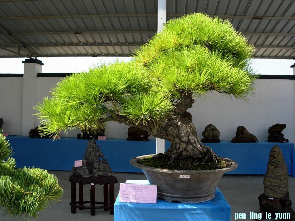 conew_dscn8318.jpg