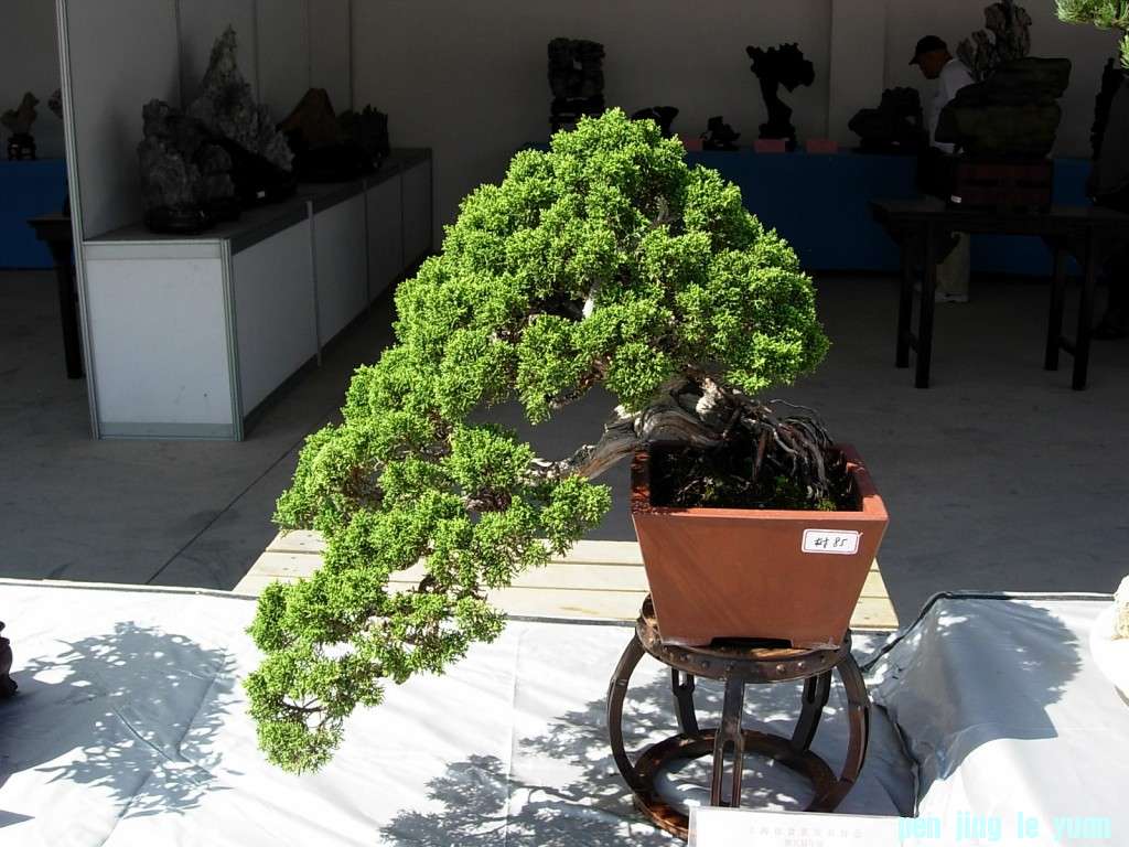 conew_dscn8320.jpg