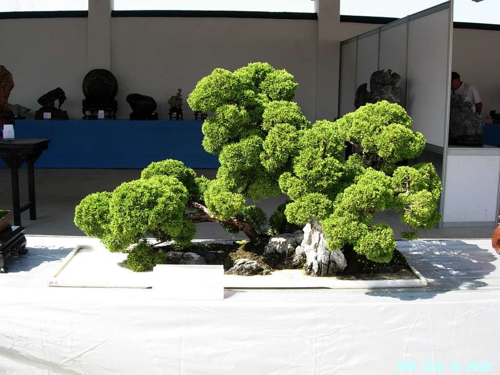 conew_dscn8324.jpg